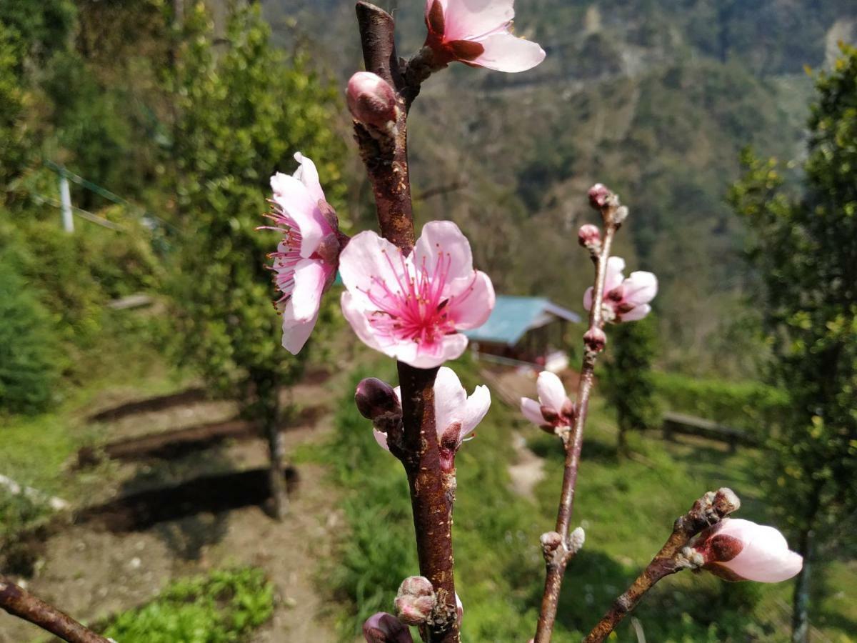 Enchanted Forest Farmstay Gangtok Exterior foto